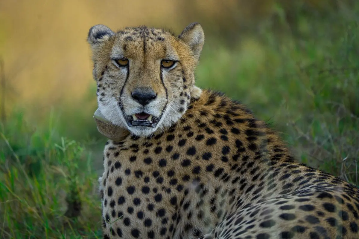 One of India's first free-ranging cheetahs photographed in Kuno National Park