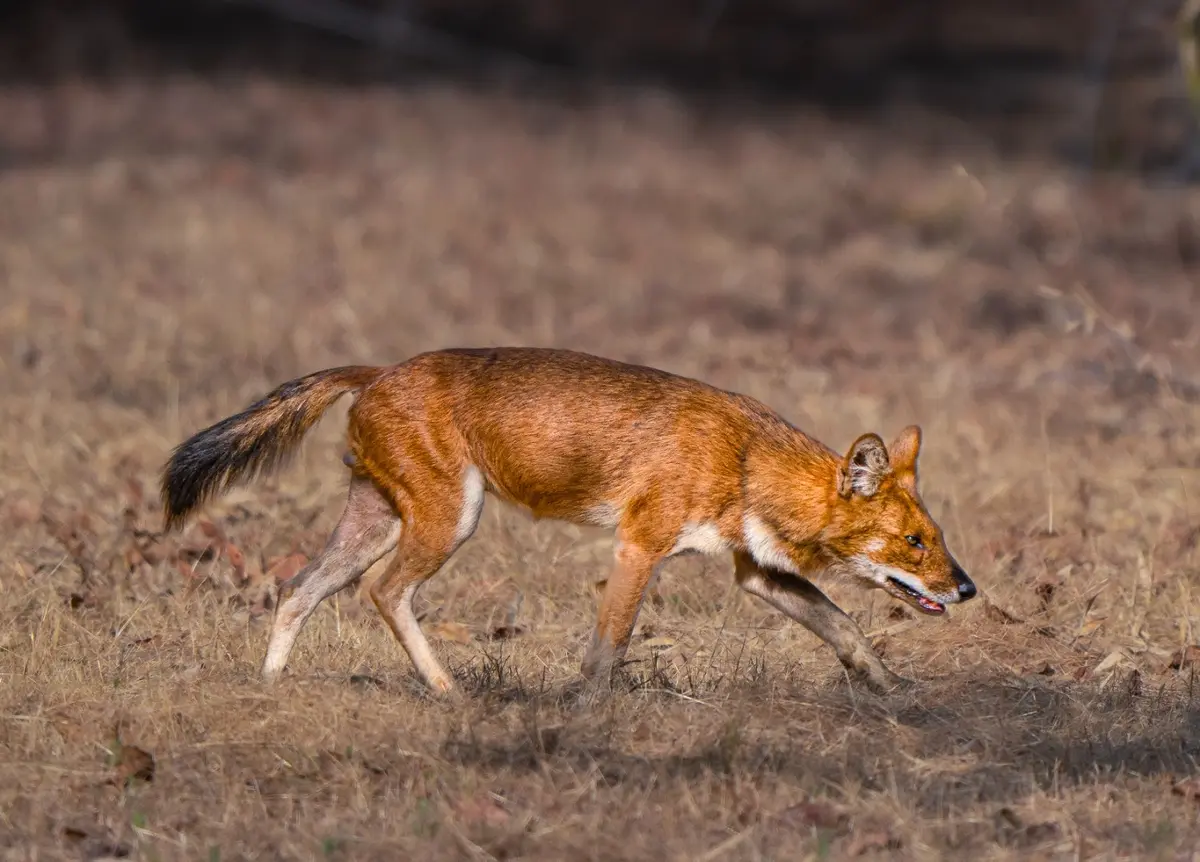 Dhole, or Indian wild dog, recorded in Kuno National Park after fifteen years