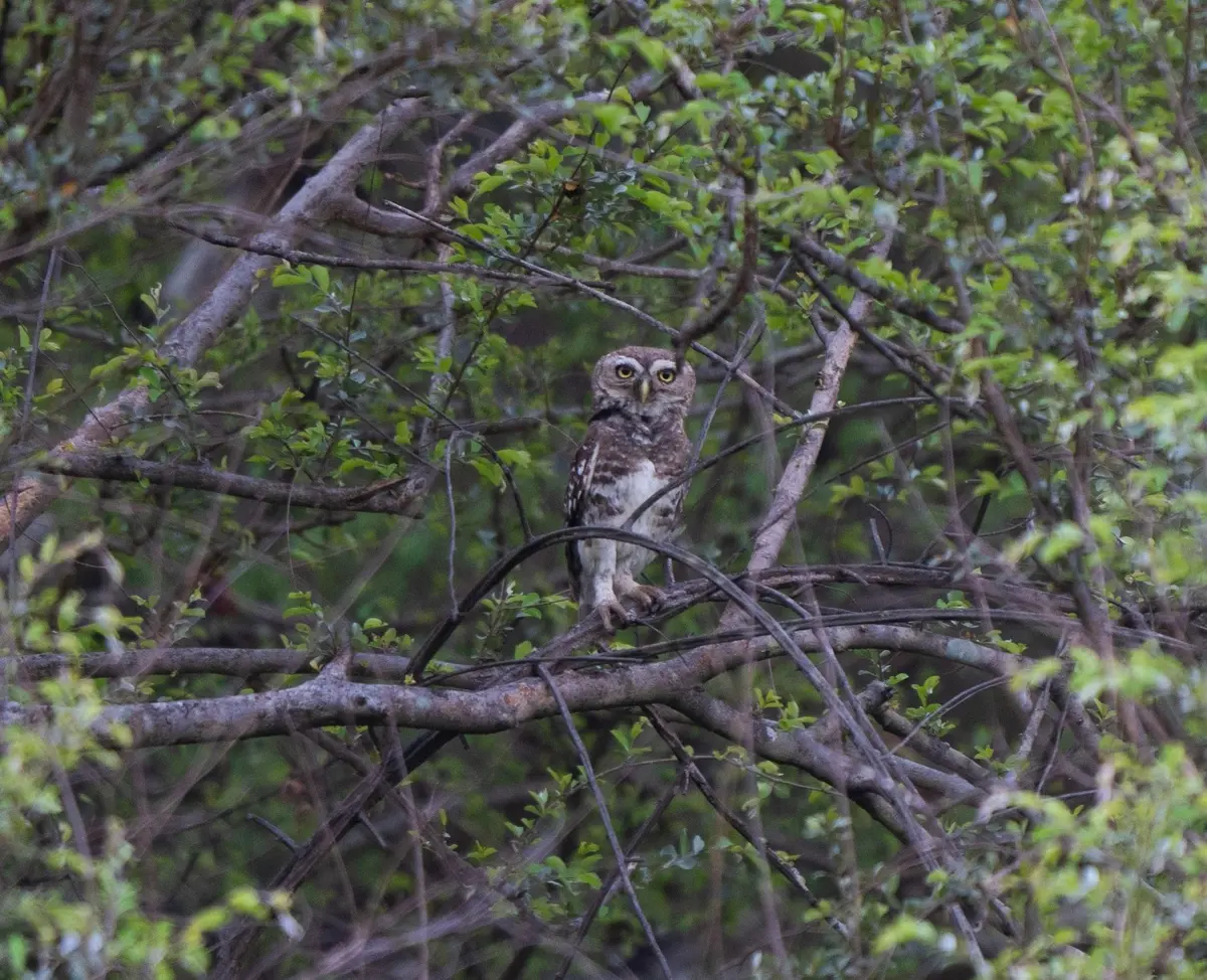 Critically threatened Forest Owlet, rediscovered in Kuno National Park after 123 years