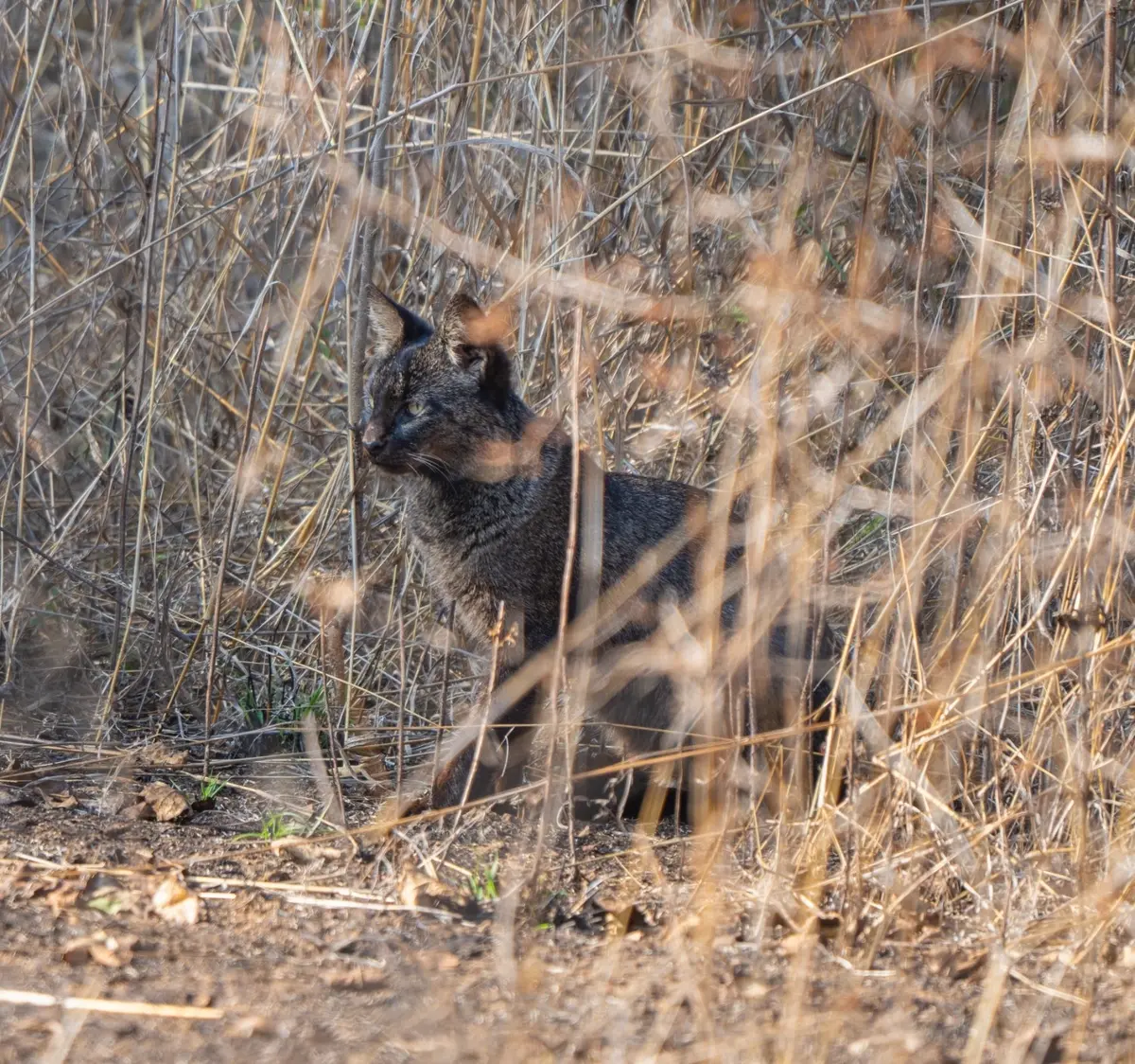 Melanistic jungle cat with a dark coat, recorded in Kuno National Park