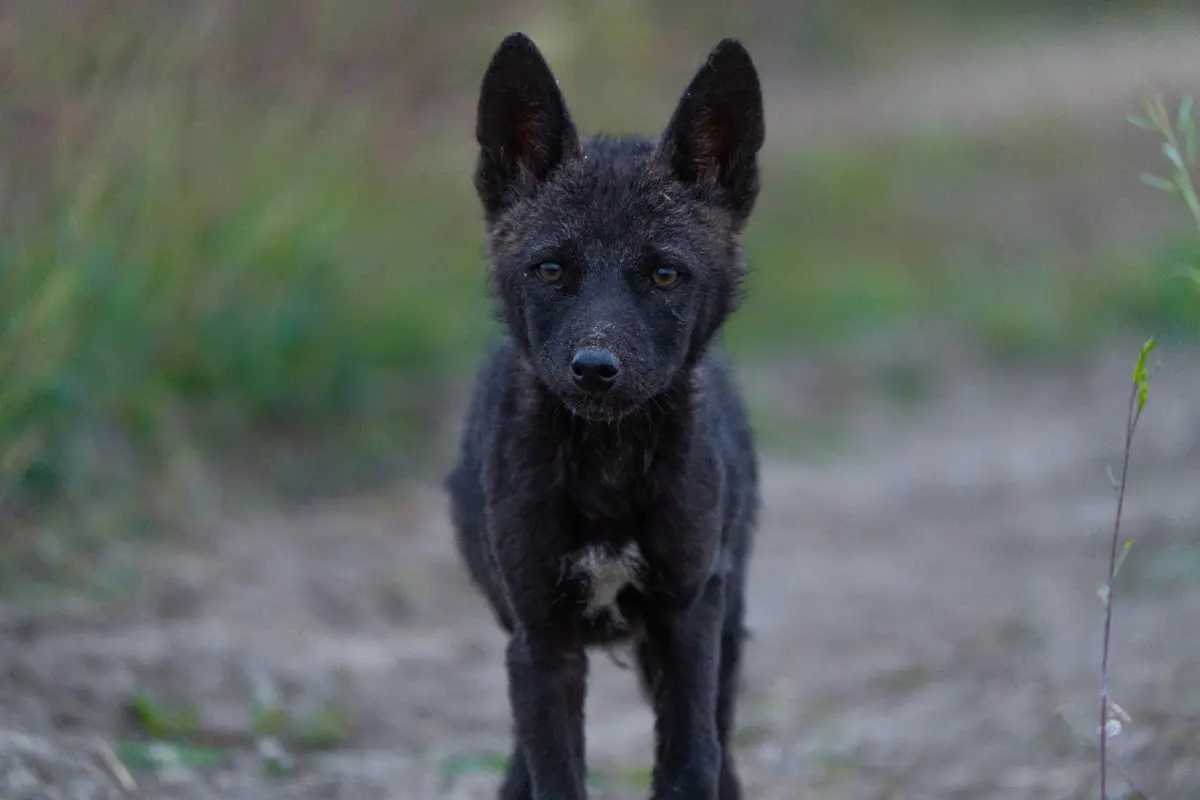 Rare melanistic Indian wolf pups photographed in the Kuno landscape