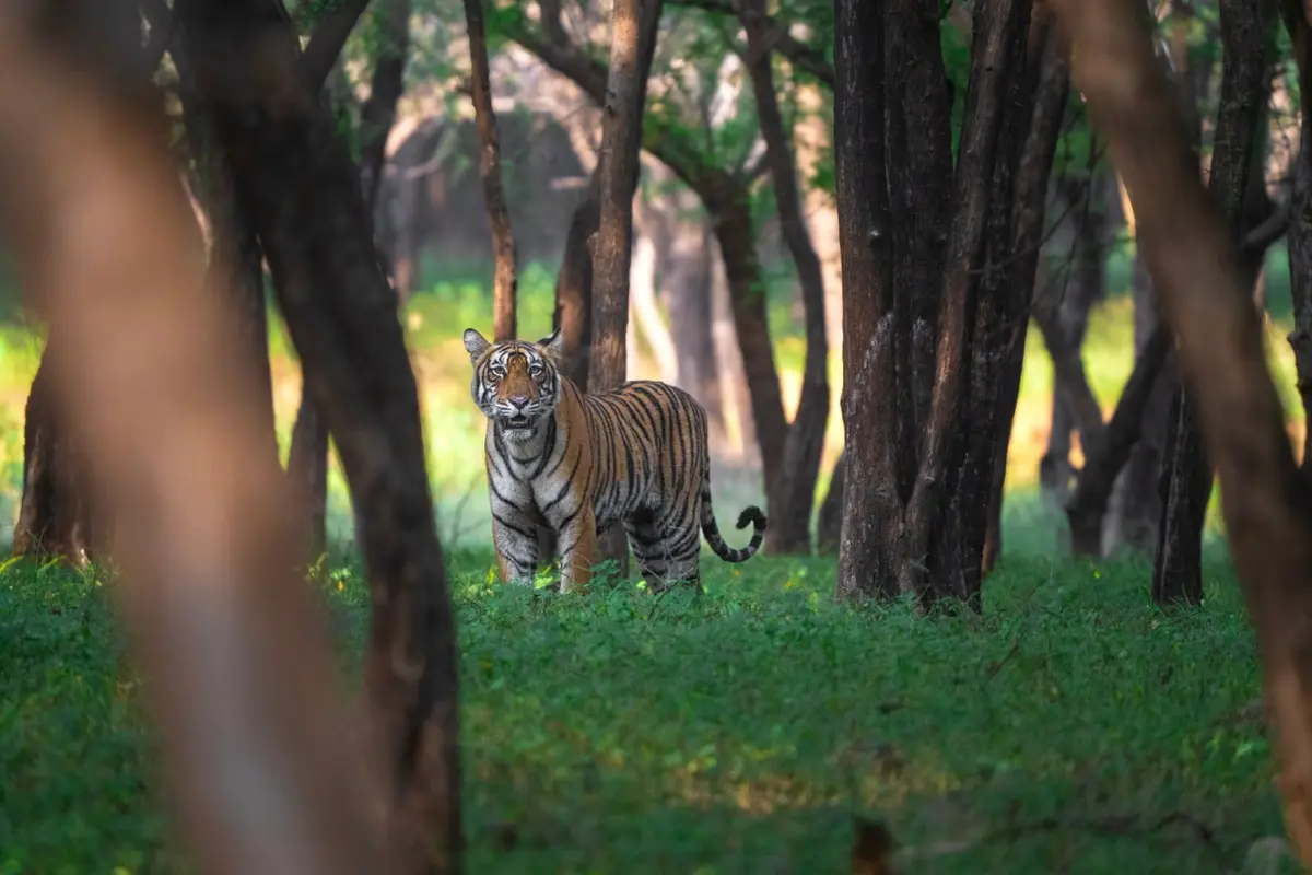 Madhav Tiger Reserve — Kuno National Park, Madhya Pradesh