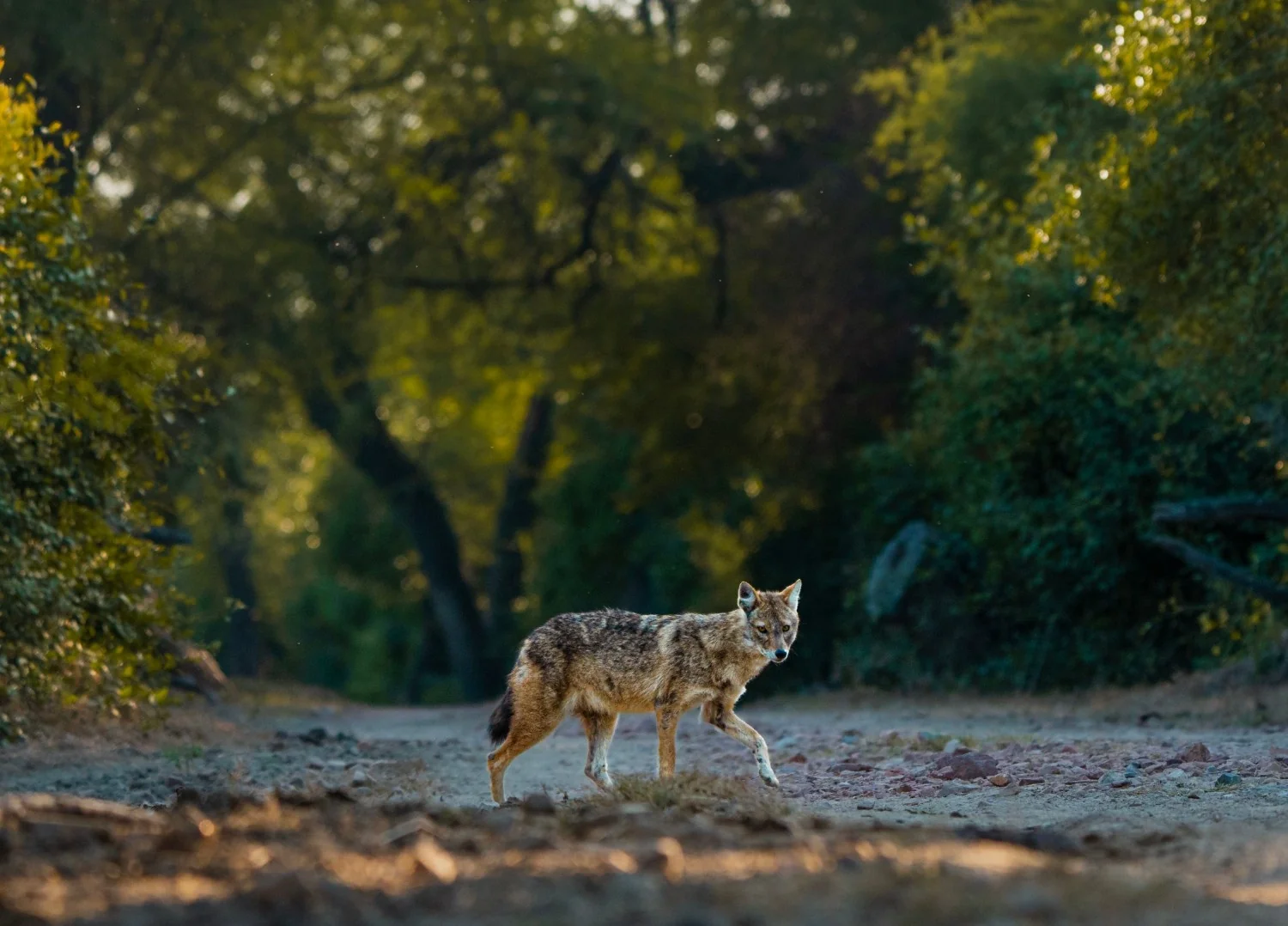 Golden Jackal — Kuno National Park, Madhya Pradesh