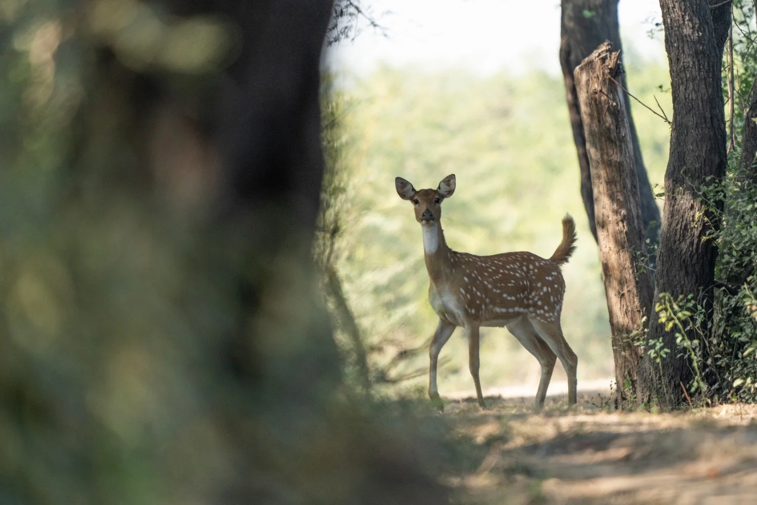 Chital (Spotted Deer) — Kuno National Park, Madhya Pradesh