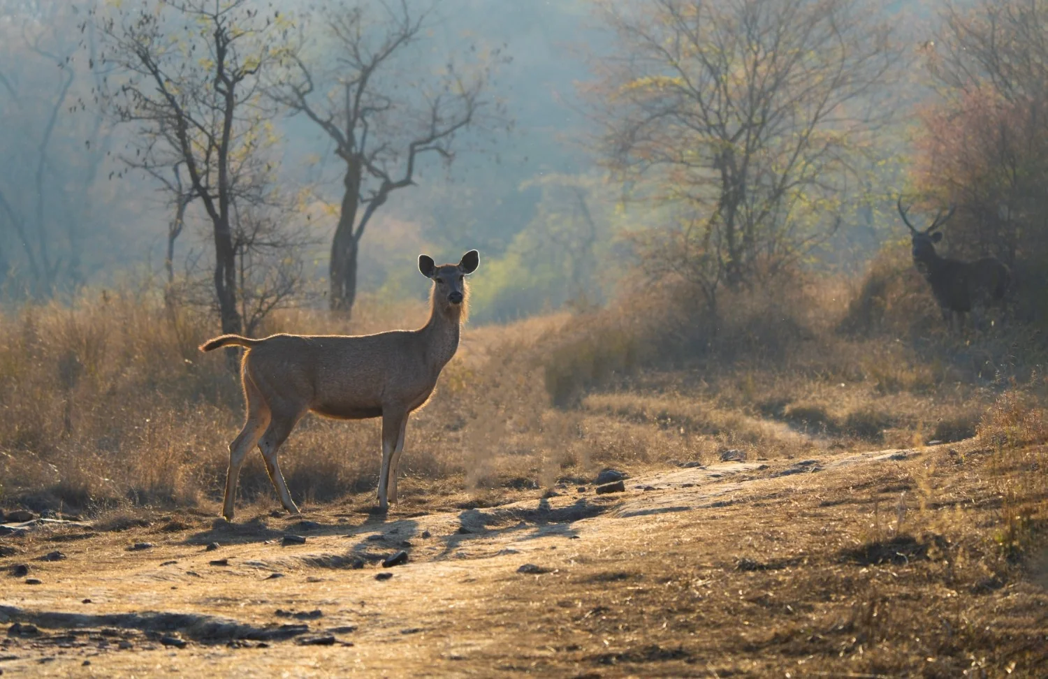 Sambar — Kuno National Park, Madhya Pradesh