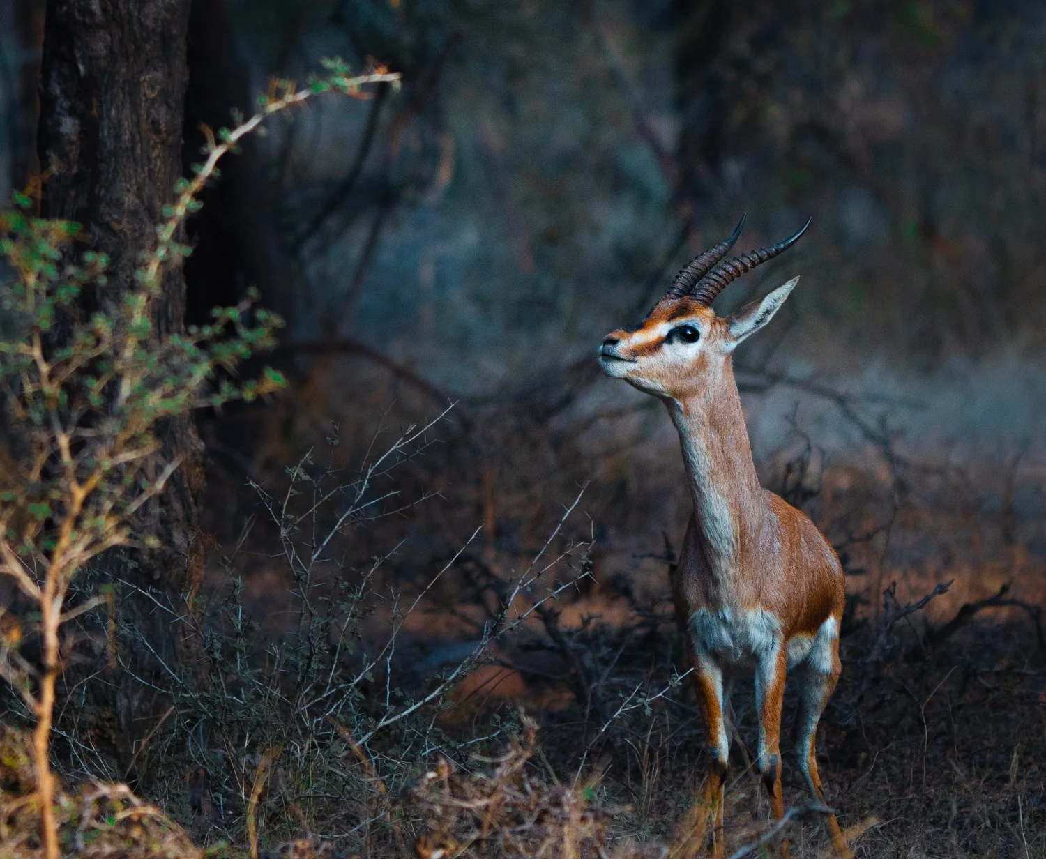 Chinkara (Indian Gazelle) — Kuno National Park, Madhya Pradesh