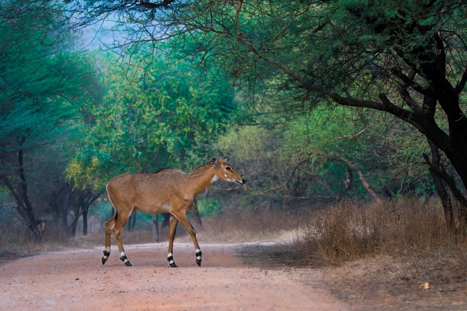 Nilgai (Blue Bull) — Kuno National Park, Madhya Pradesh
