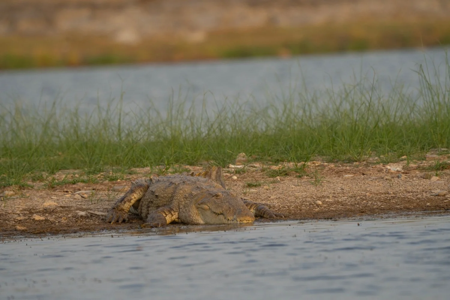 Mugger Crocodile — Kuno National Park, Madhya Pradesh