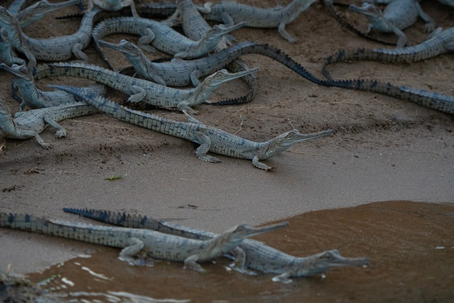 Gharial — Kuno National Park, Madhya Pradesh