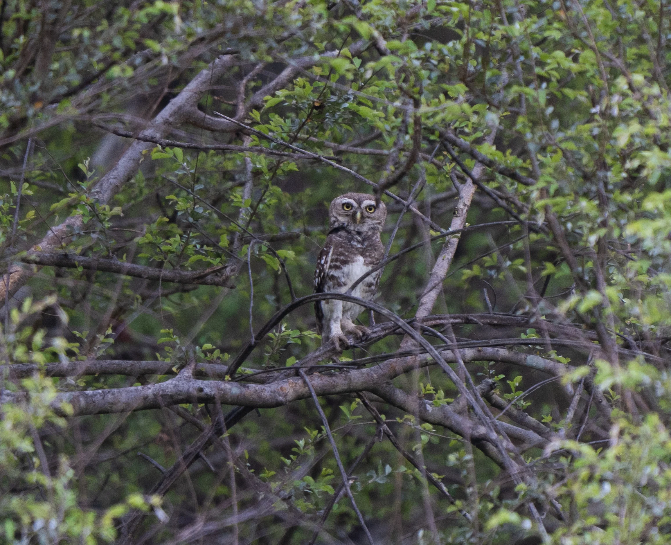 Forest Owlet — Kuno National Park, Madhya Pradesh
