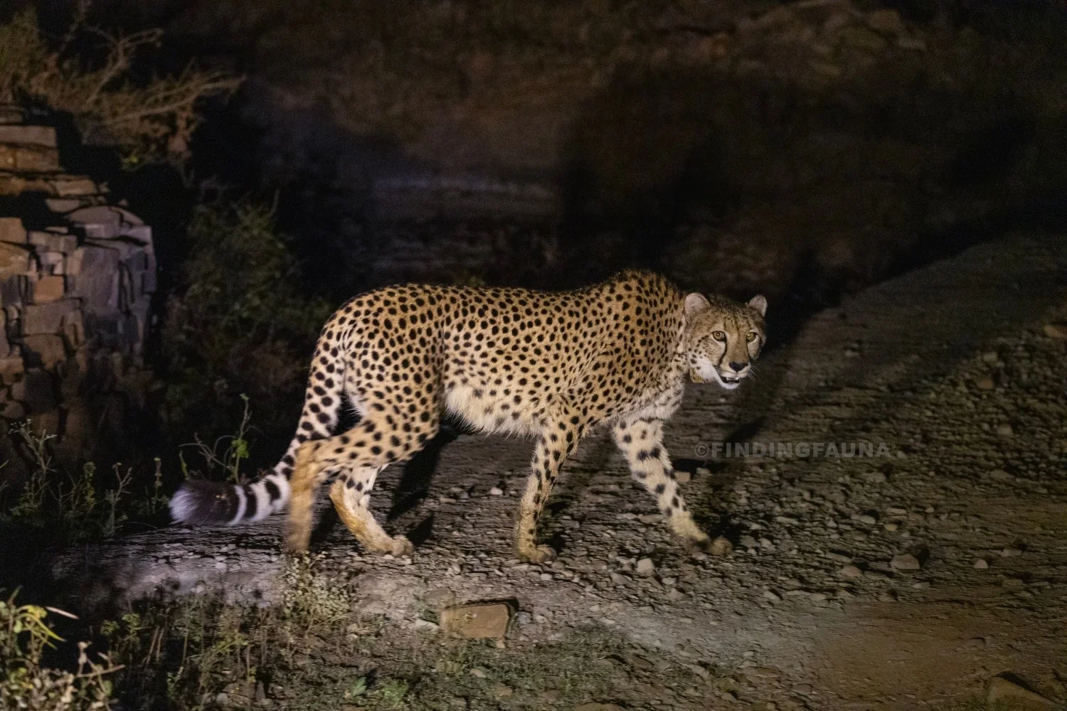 African Cheetah — Kuno National Park, Madhya Pradesh