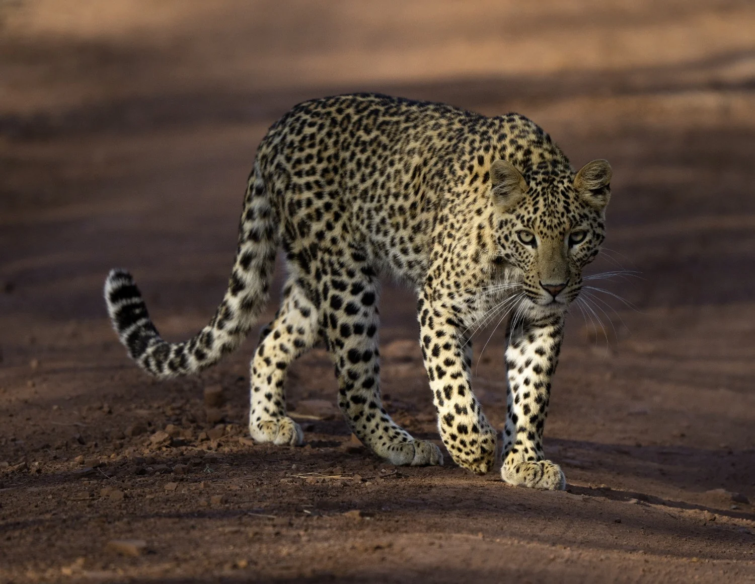 Leopard — Kuno National Park, Madhya Pradesh