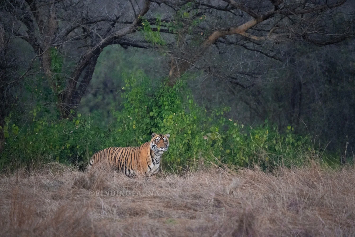 Tiger — Kuno National Park, Madhya Pradesh