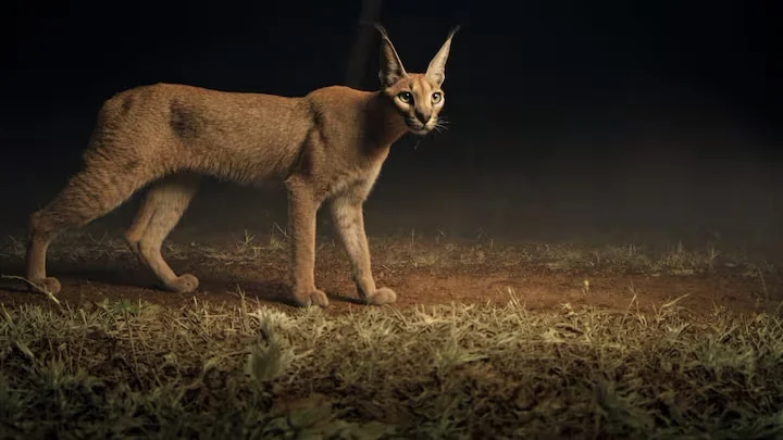 Caracal — Kuno National Park, Madhya Pradesh