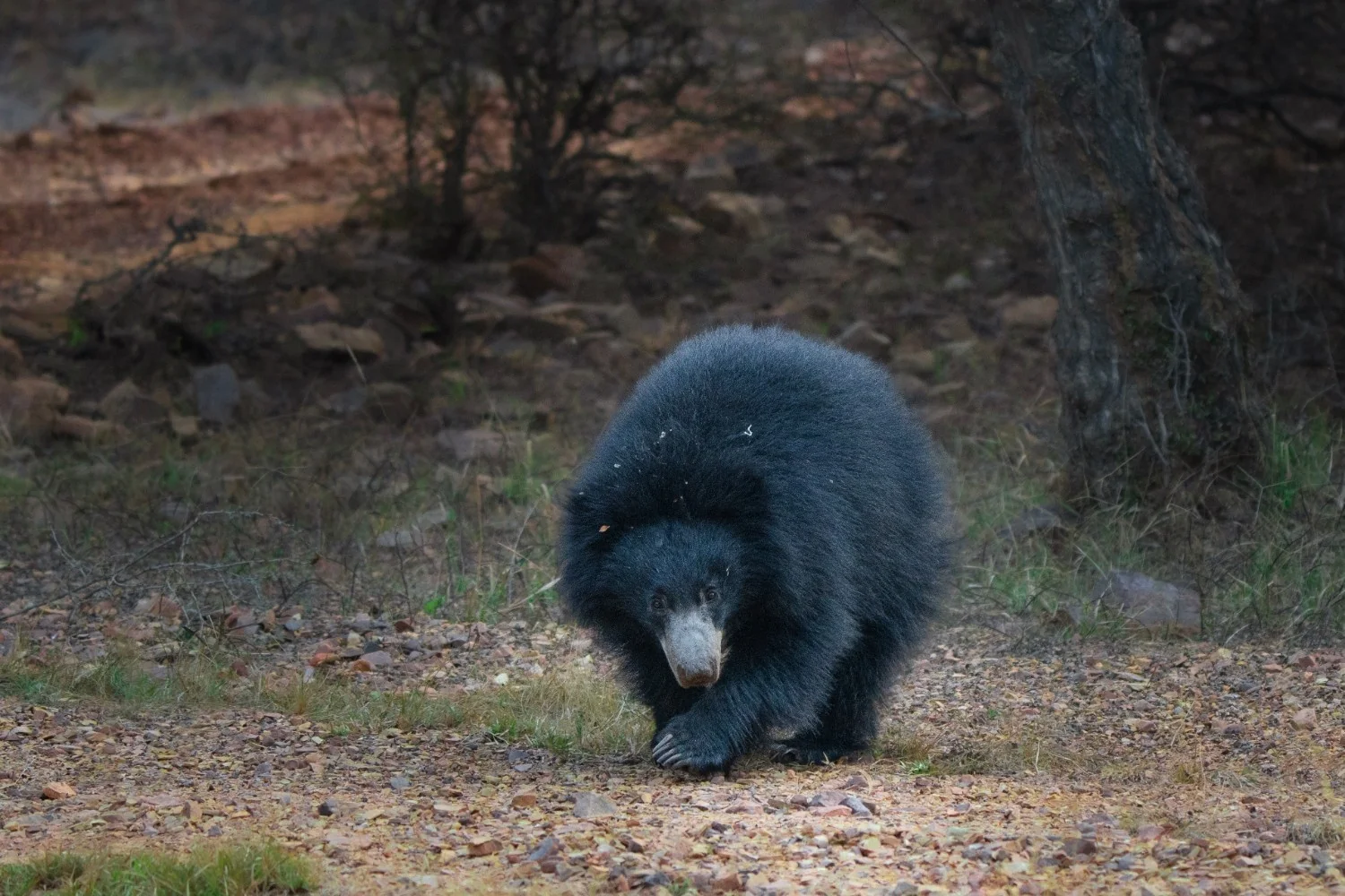 Sloth Bear — Kuno National Park, Madhya Pradesh