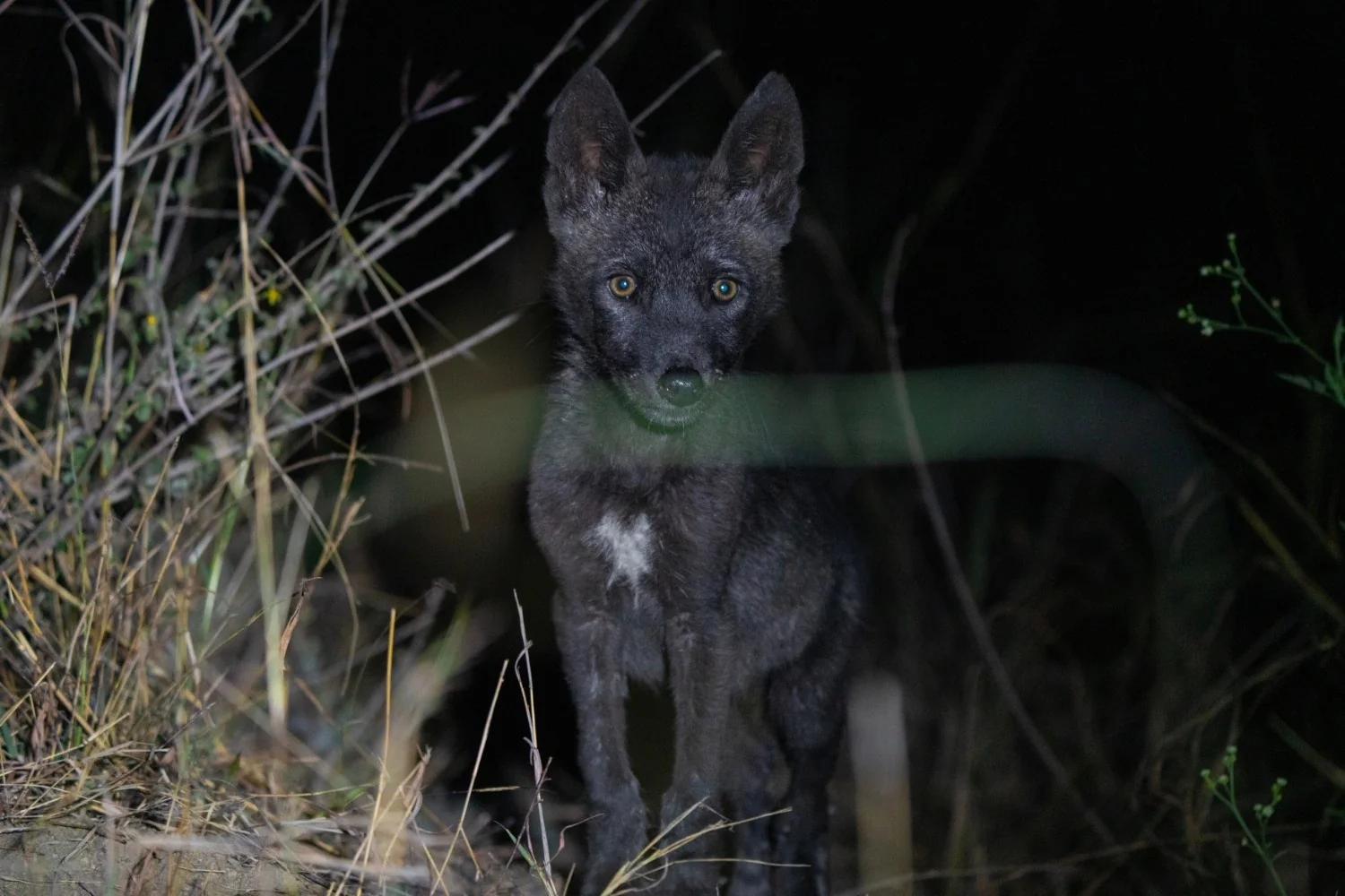 Indian Wolf — Kuno National Park, Madhya Pradesh