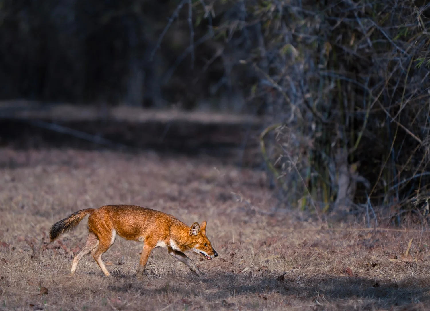 Dhole (Indian Wild Dog) — Kuno National Park, Madhya Pradesh