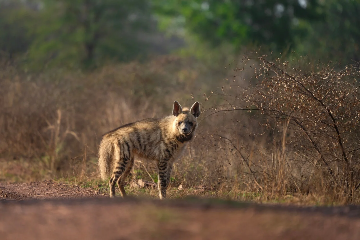 Striped Hyena — Kuno National Park, Madhya Pradesh