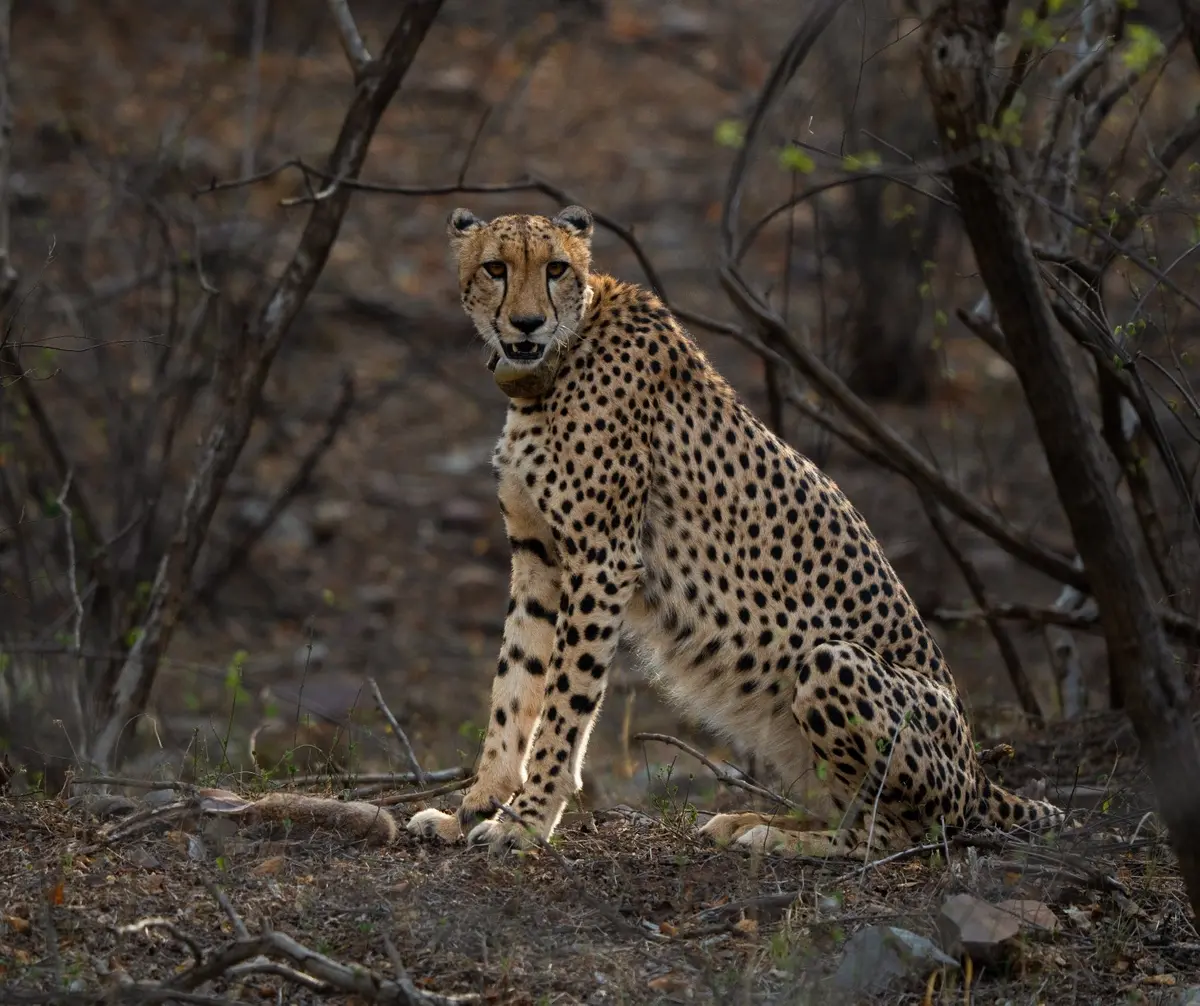 Wild cheetah in the open grasslands of Kuno National Park, Madhya Pradesh