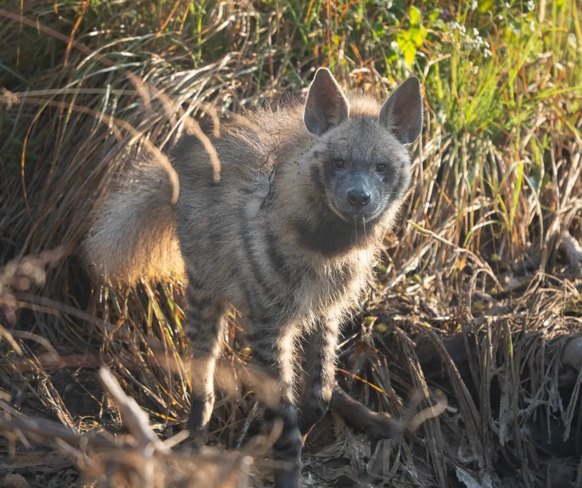 Striped hyena photographed on an evening safari in Kuno National Park