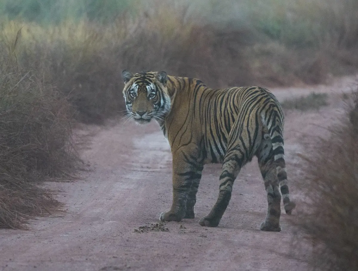 Tiger in Madhav National Park, near Kuno in Shivpuri, Madhya Pradesh