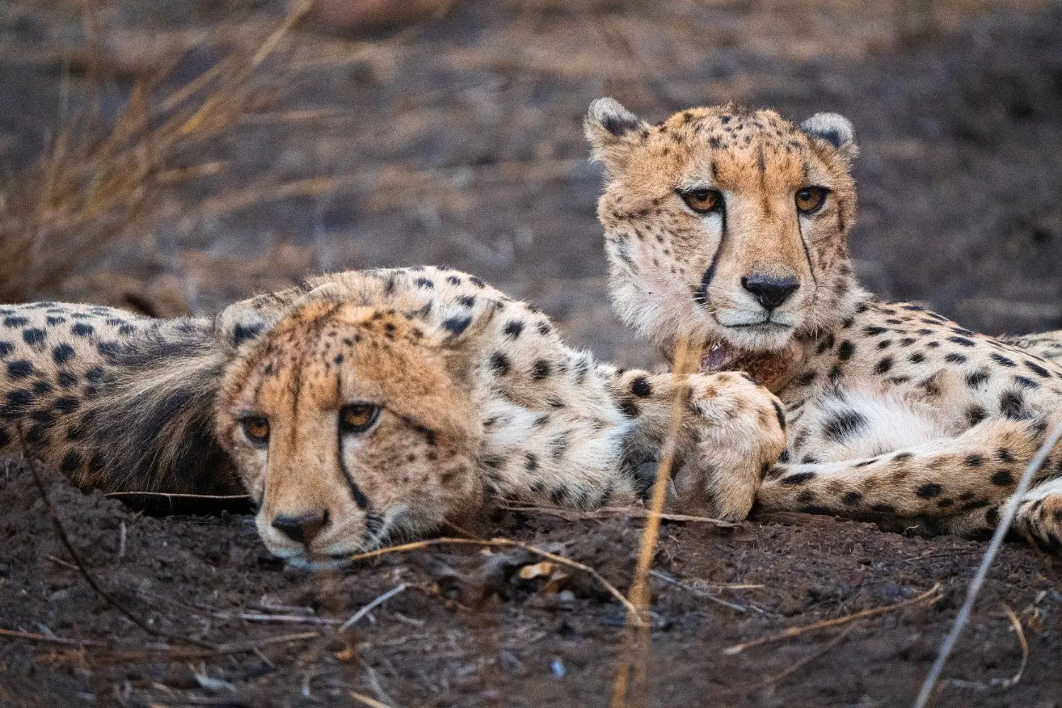 Two radio-collared cheetahs resting together in Kuno National Park, Madhya Pradesh
