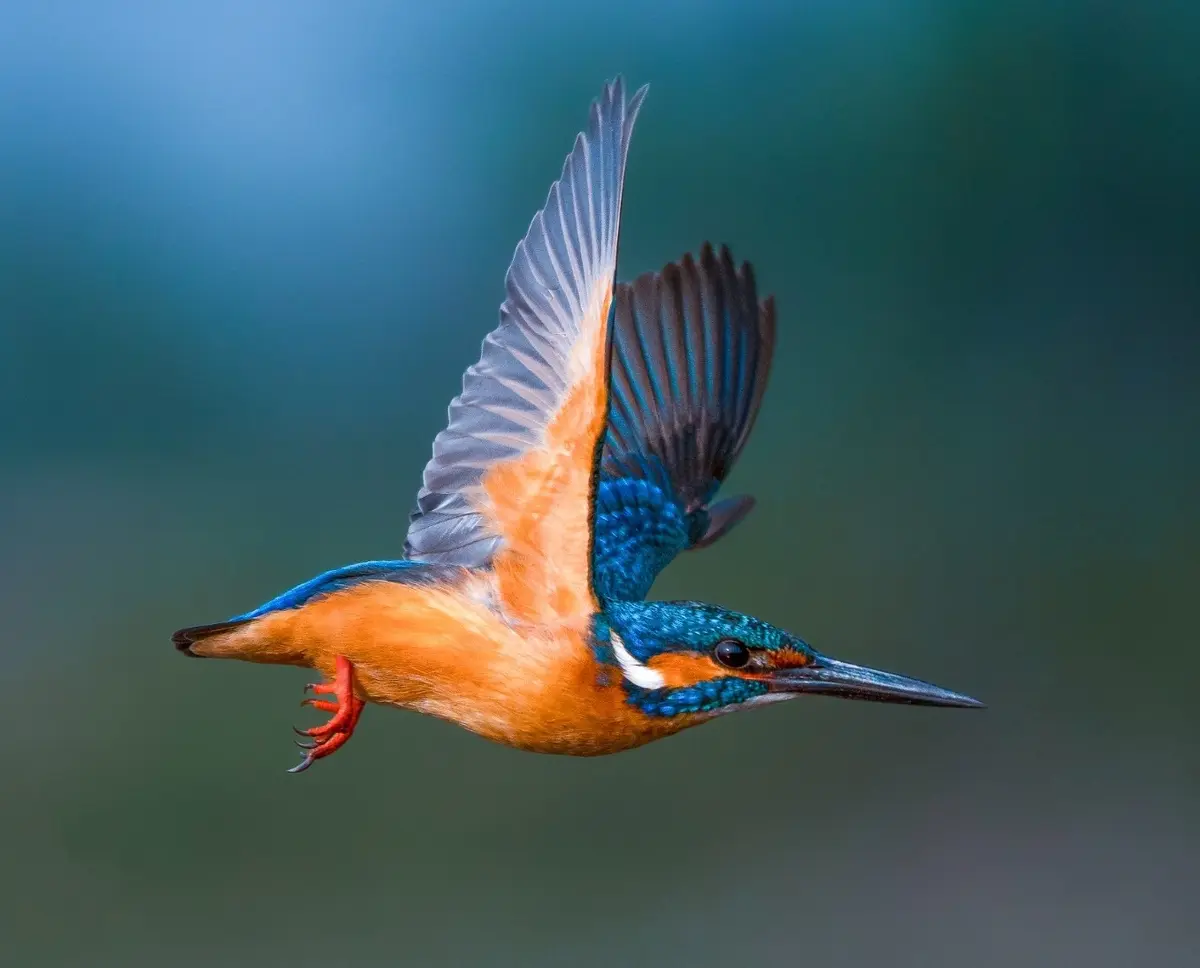 Birdwatching in the riverine habitat of Kuno National Park