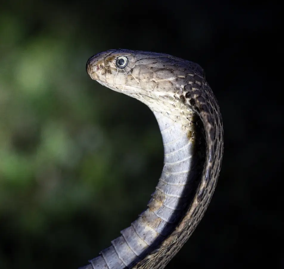 Indian rock python photographed while herping near Kuno National Park