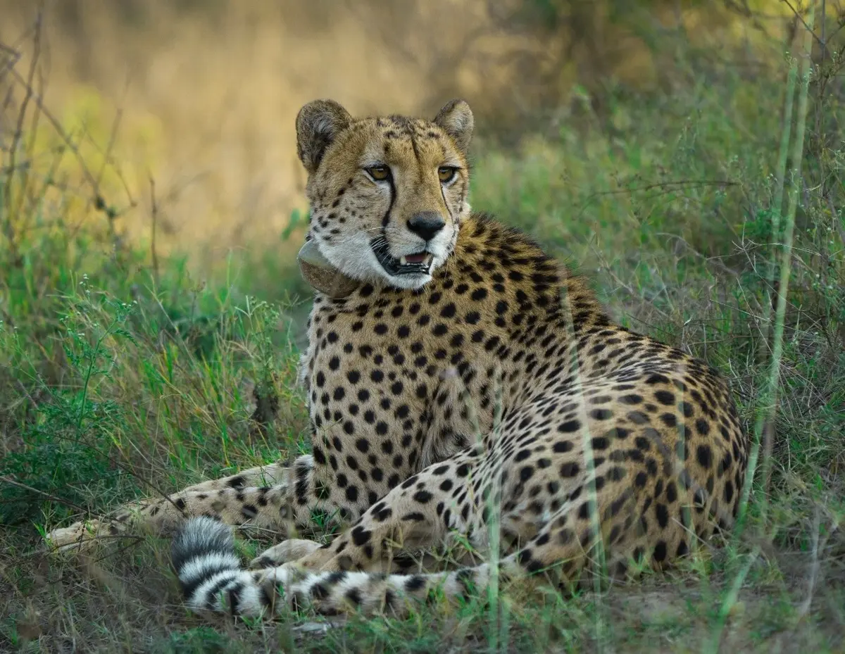 Cheetah in Kuno National Park