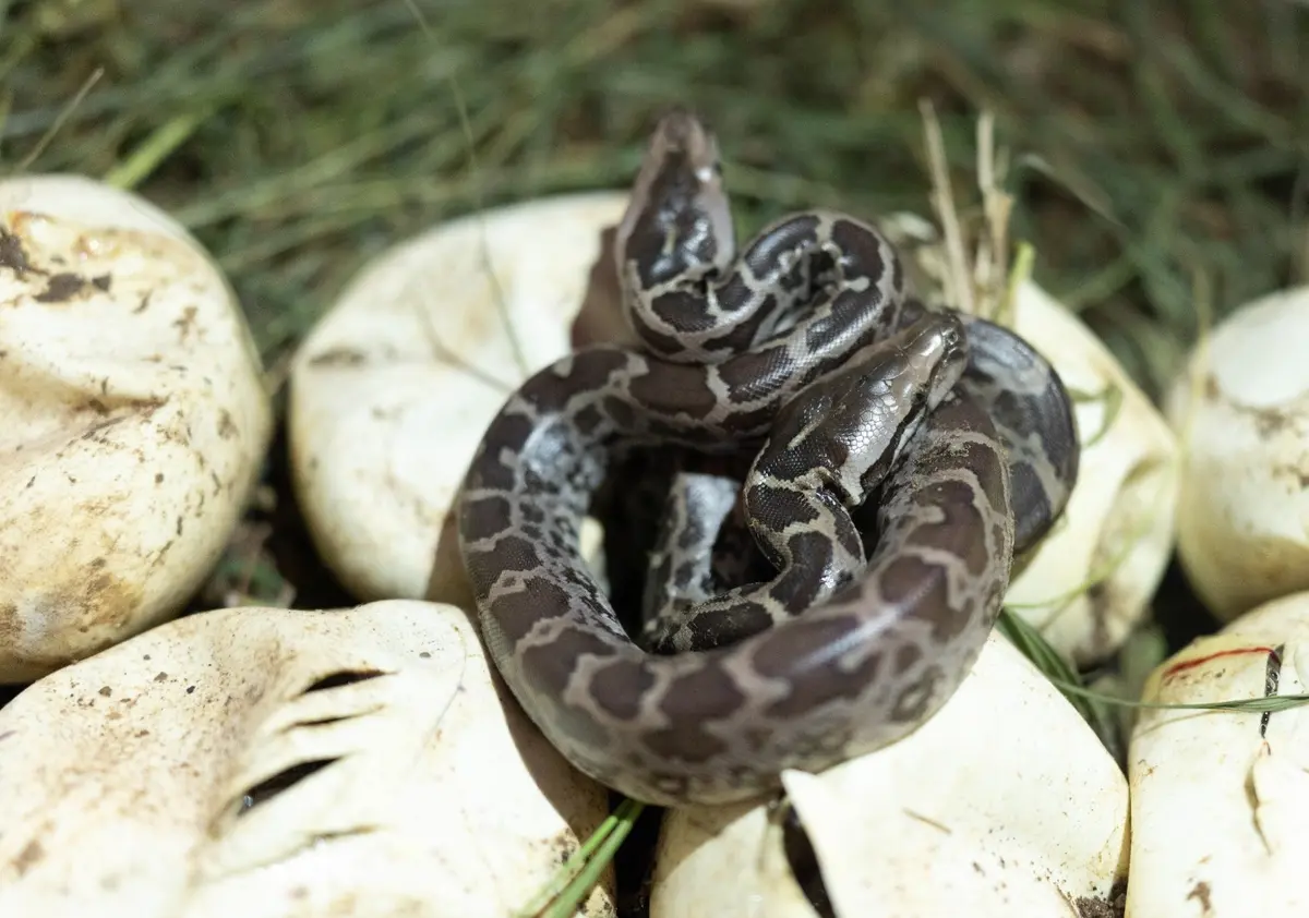 Indian rock python hatchlings emerging from a nest near Kuno National Park